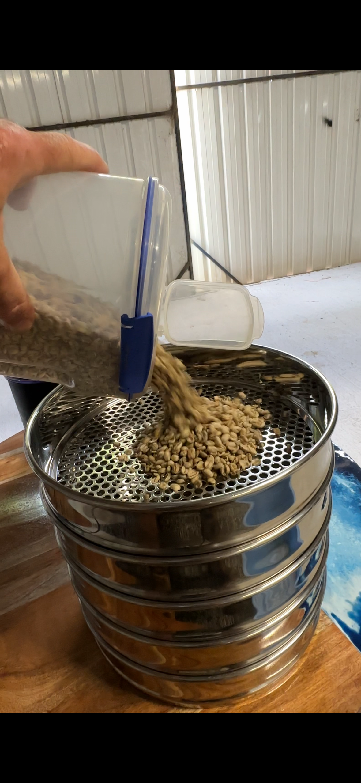 Wild Coffee Bean Sieve